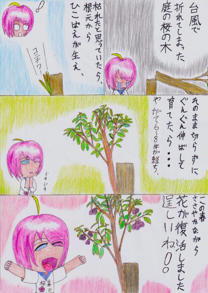 桜が咲いた_2026